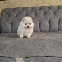 پامرانین سایز ریزتضمینی|سگ|کرج, گوهردشت|دیوار