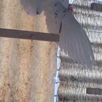 کفتر|پرنده|تهران, صفا|دیوار