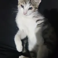 گربه