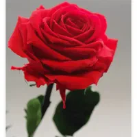 گل مهربانی
