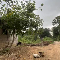 زمین مسکونی روبروی تالاب سوختکوه|فروش زمین و ملک کلنگی|لاهیجان, شیخ زاهد|دیوار