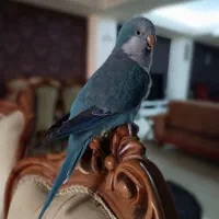 پرنده گمشده