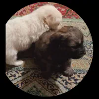 نر ماده.|سگ|شهریار, شهریار|دیوار