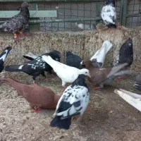 کبوتر|پرنده|اهواز, زرگان|دیوار