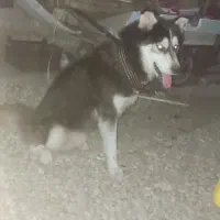 سگ هاسکی حرف گوش کن بسیار باهاش|سگ|گرگان, |دیوار