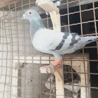 کفتر‌وعروس‌هلندی