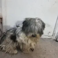 سگ پشمالوسگ