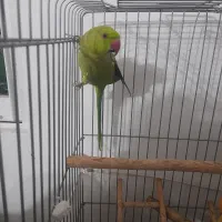 طوطی ملنگو سخنگو