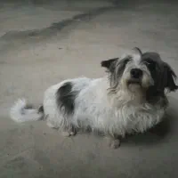 سگ ماده شیتزو|سگ|بوکان, |دیوار