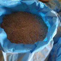 فروش گندم دیم