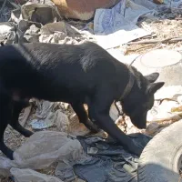 سگ بلک ژرمن