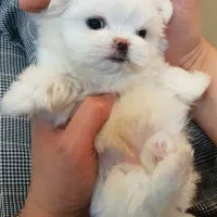 سگ عروسکی سایز ریز مینیاتوری