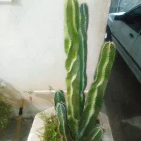 درخت کاکتوس