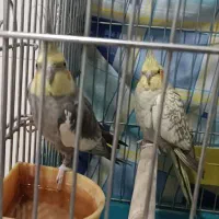عروس هلندی با جوجه