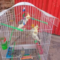 عروس هلندی|پرنده|اندیمشک, |دیوار