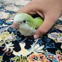 طوطی راهب بازیگوش