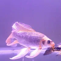 اکواریوم با تجهیزات کامل