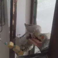 عروس هلندی|پرنده|صباشهر, |دیوار