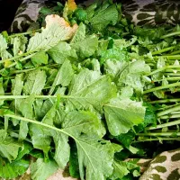 ترب سیاه و سفید