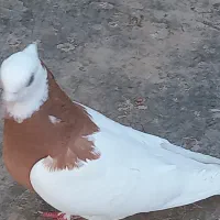 یک جفت طوقی