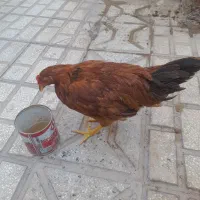 خروس4ماهه|حیوانات مزرعه|سبزوار, شهرک ابوذر|دیوار