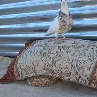 طوقی هفترنگ معاوضه جفت دیگه