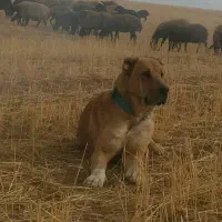 سگ جوان به شرط گله