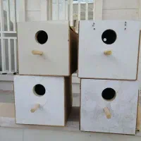 لانه طوطی برزیلی،  گرینچینگ،  لونه کوتوله،  فنچ و