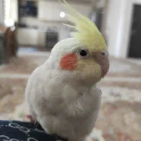 عروس هلندی مولد