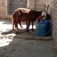 بره قوچ پلنگی هترو