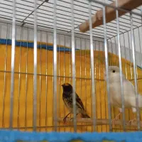 فروش گلبسر قفسی و قناری ماده