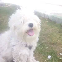 دو عدد سگ گم شده|حیوانات|ارومیه, |دیوار