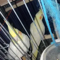 عروس هلندی|پرنده|بم, |دیوار