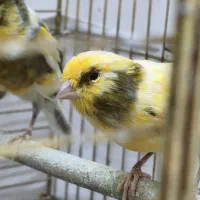 دو عدد قناری سالم و زیبا