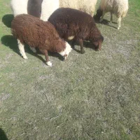 بره|حیوانات مزرعه|کرمانشاه, |دیوار