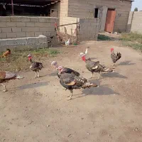 بوقلمون