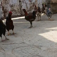 خروس گلین و محلی درشت