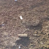 کوت گوسفندی|گل و گیاه طبیعی|فیروزآباد (لرستان), |دیوار