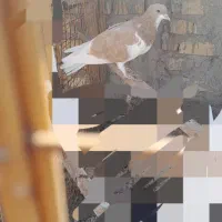 کبوتر یال زرد