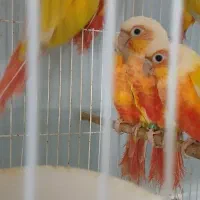 گرینچیک، ردچیک، سانچیک