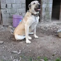 توله ماده ده ماهه عراقی .