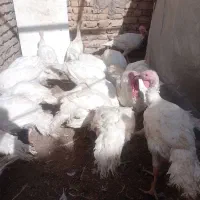 بوقلمون|حیوانات مزرعه|تربت‌حیدریه, طالقانی|دیوار