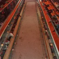 قفس مرغ تخمگذار
