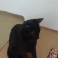 گربه|گربه|نیشابور, دارایی|دیوار