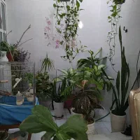 گل طبیعی|گل و گیاه طبیعی|شیراز, پودنک|دیوار