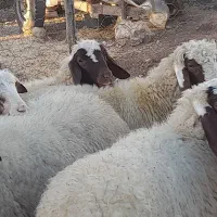 بره ماده سنجابی