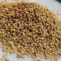 بذر یونجه همدانی