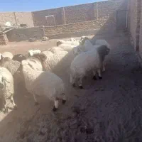 بره چاق|عمدهفروشی|سده (خراسان جنوبی), |دیوار