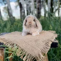 خرگوش یک جفت مرغ عشق خرگوش