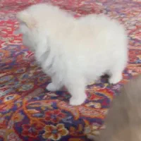 توله پامرانین|سگ|بابلسر, |دیوار